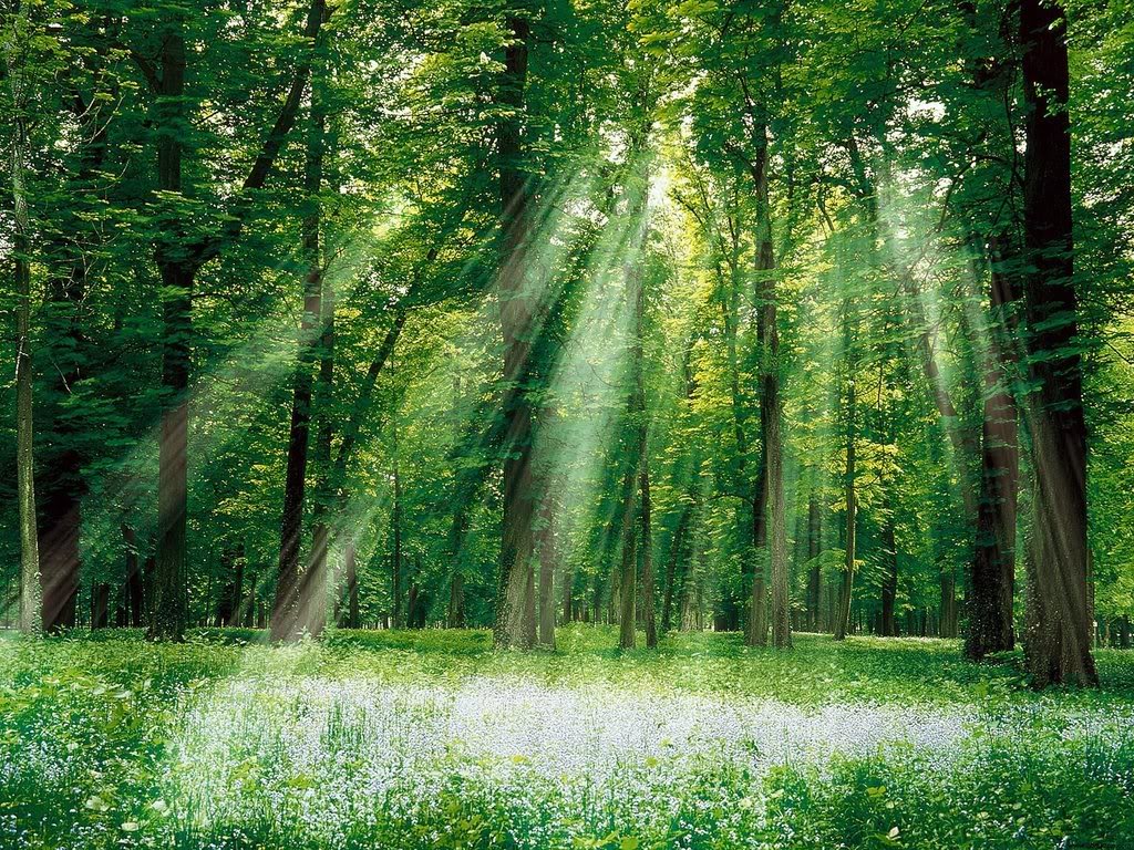 forest clearing