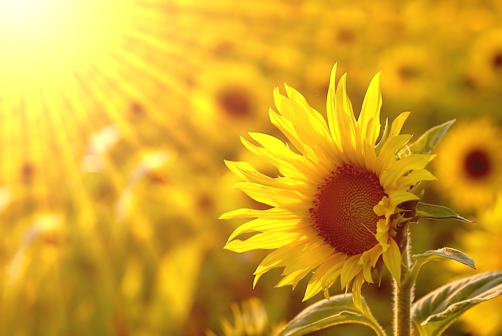 sun soaked sunflower